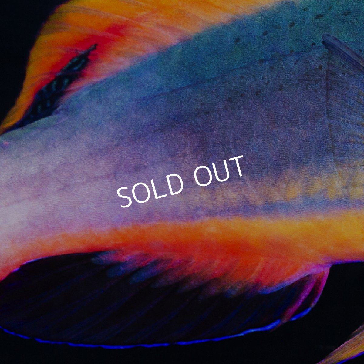 画像3: 【SALE】スコットラス オス　ケアンズ (3)