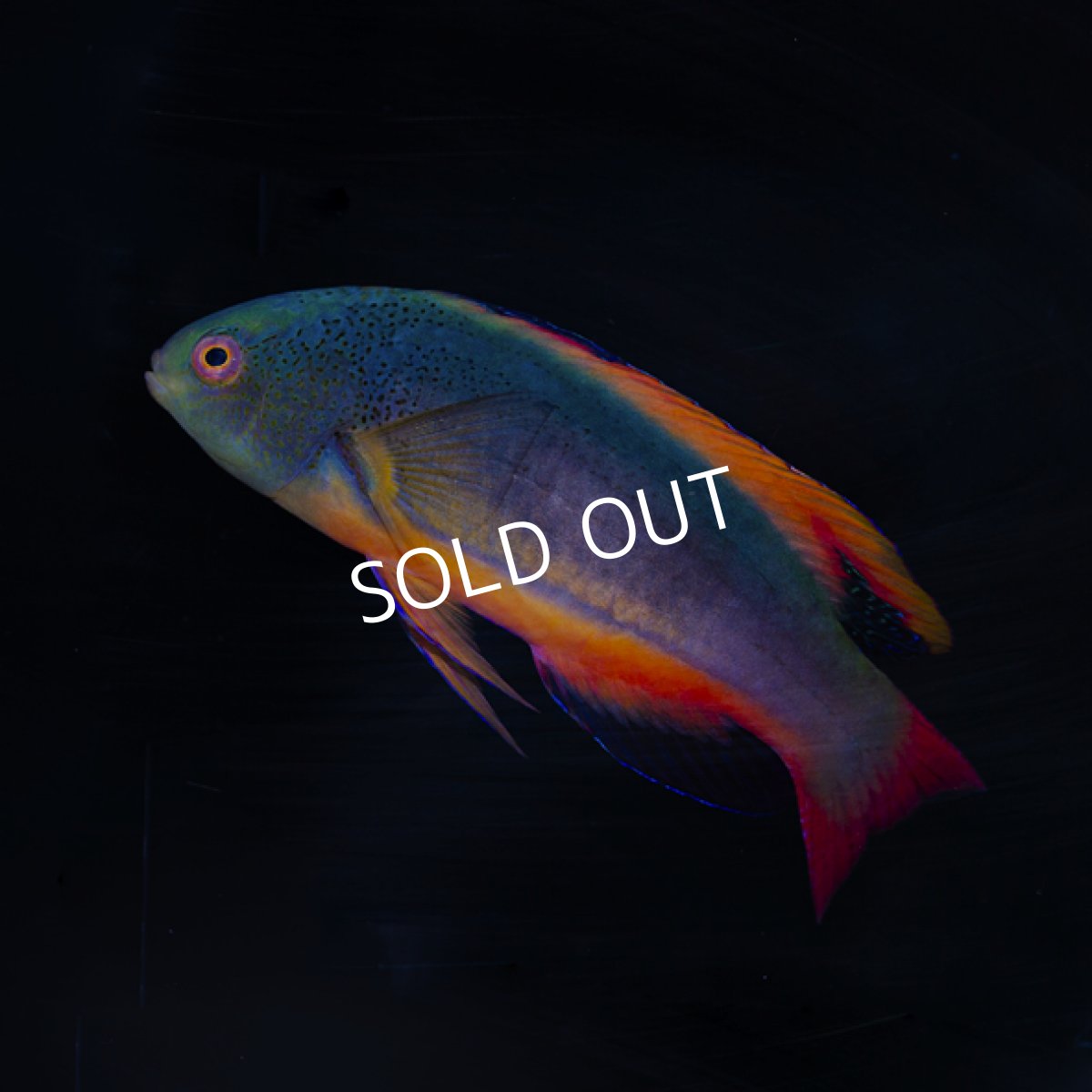 画像2: 【SALE】スコットラス オス　ケアンズ (2)