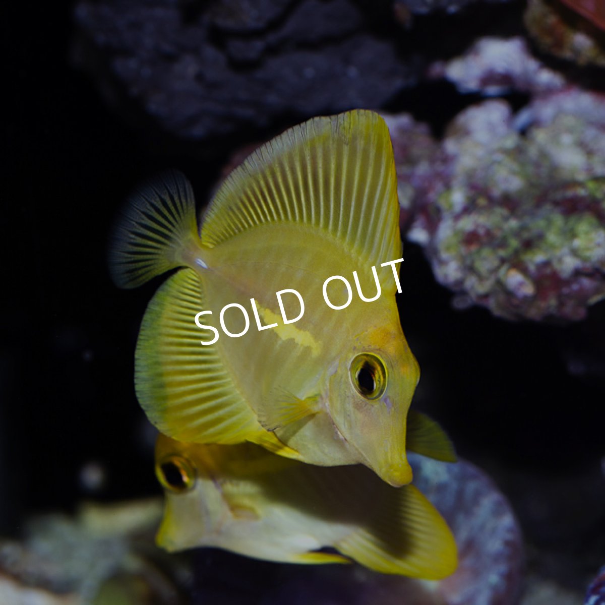 画像2: キイロハギ　国内ブリード個体 No.2 (2)