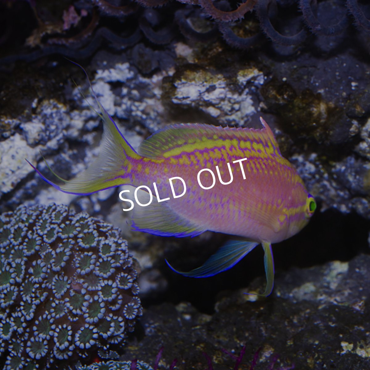 画像3: イトヒキハナダイ オス (3)