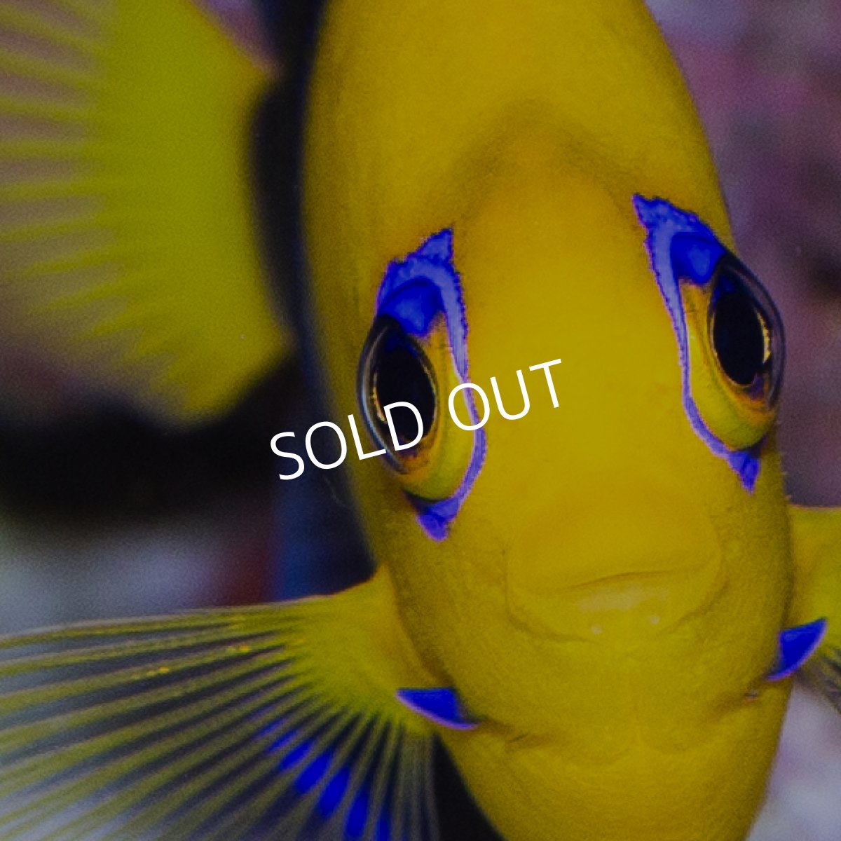 画像4: ココスピグミーエンゼル (4)