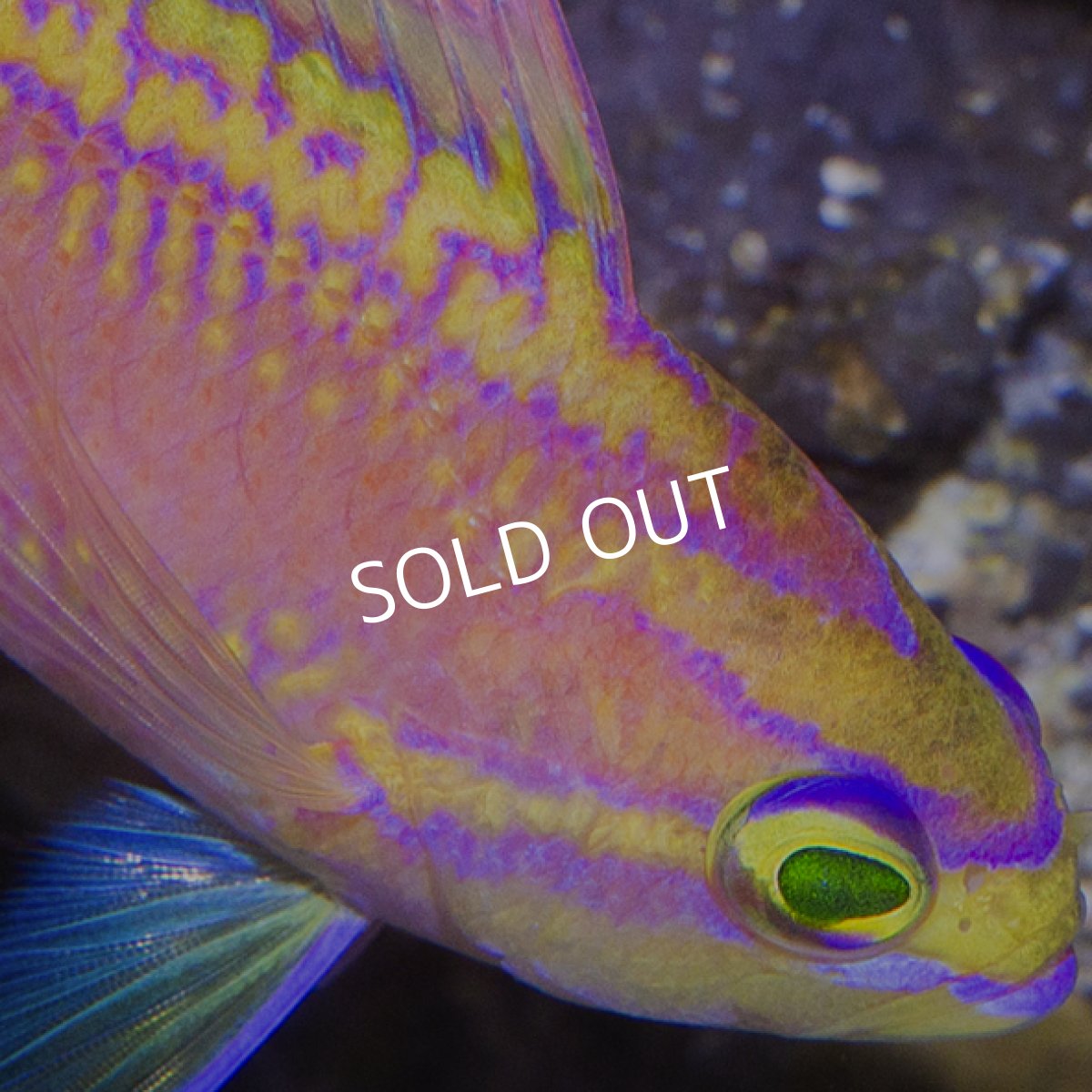 画像4: イトヒキハナダイ オス (4)