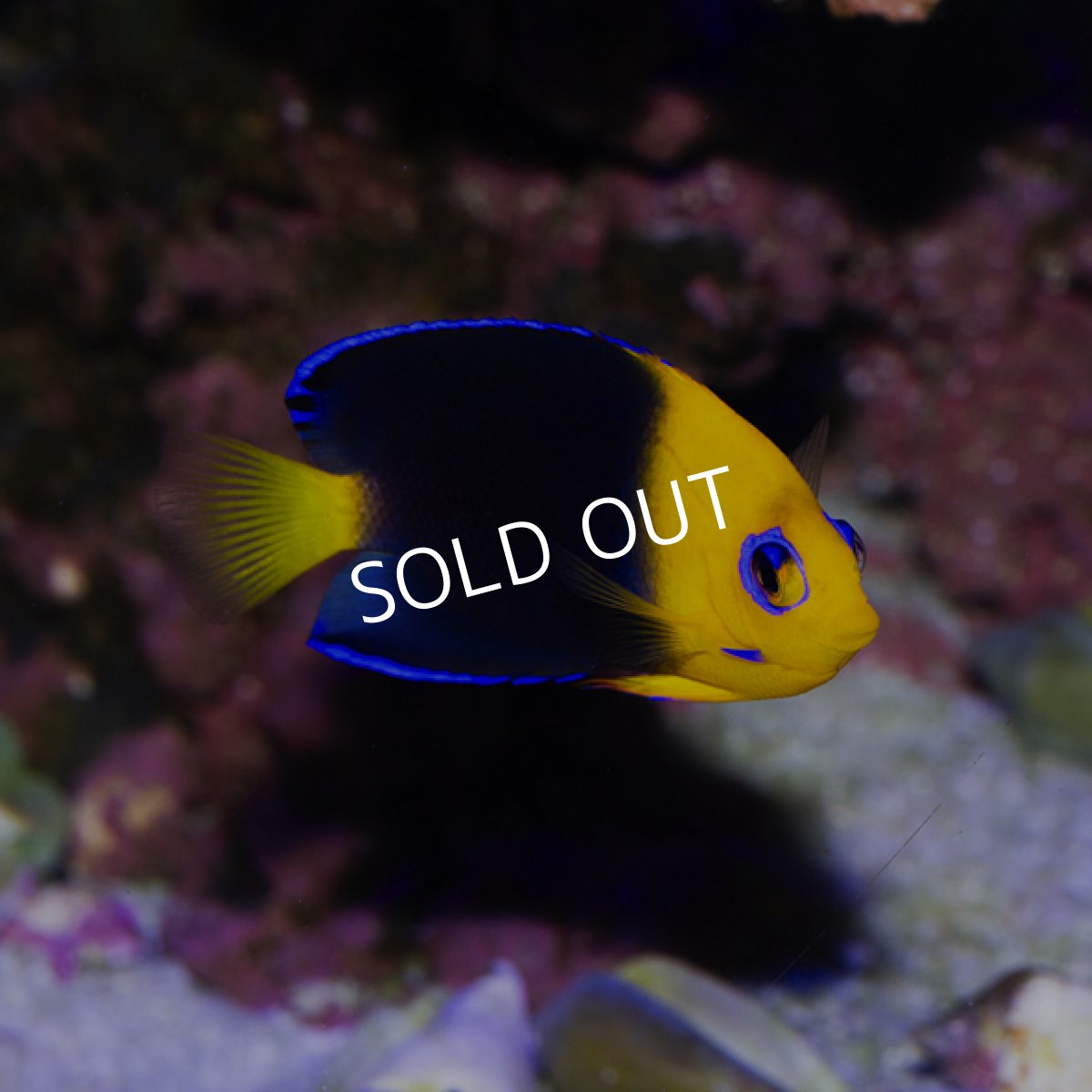 画像3: ココスピグミーエンゼル (3)