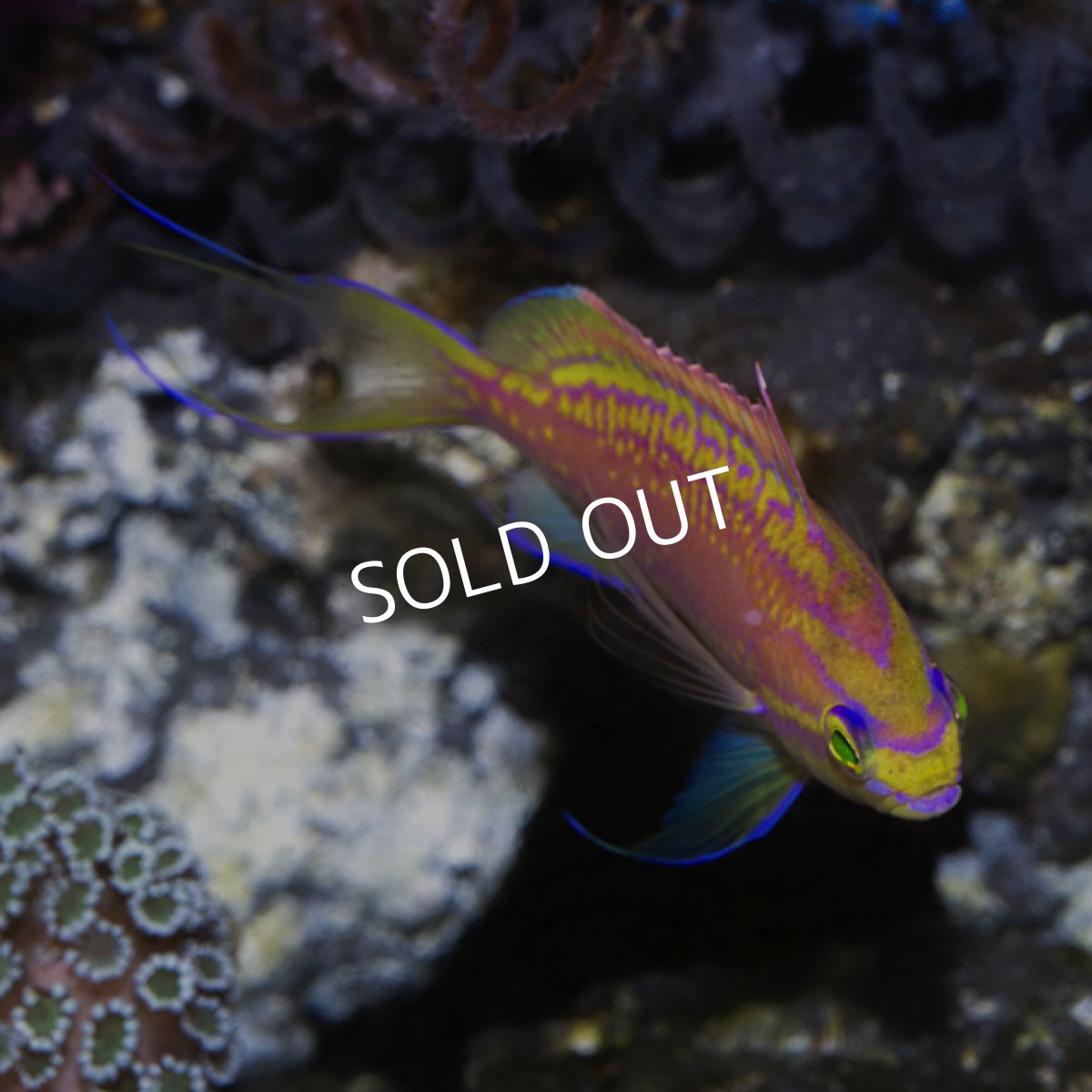 画像2: イトヒキハナダイ オス (2)