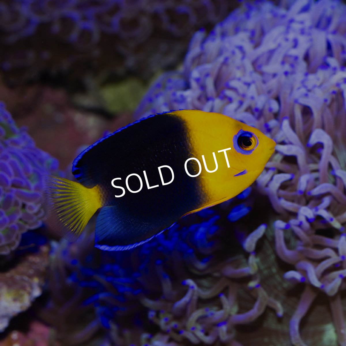 画像2: ココスピグミーエンゼル (2)