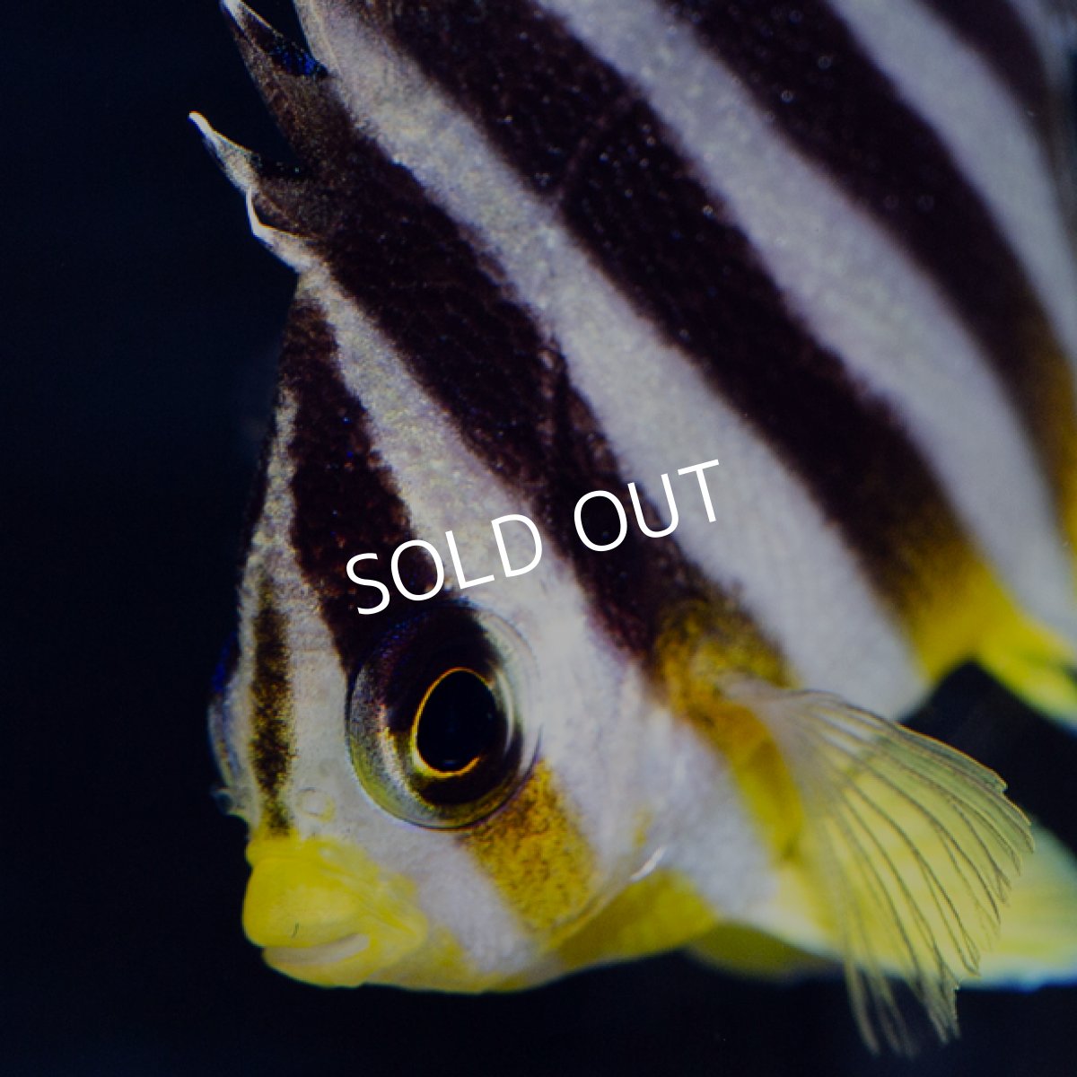 画像3: シマヤッコ 外産ブリード No.2 (3)