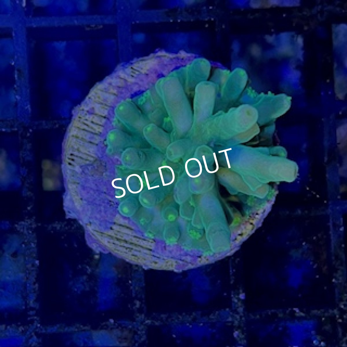 画像2: 【SALE】CE Acro Loripes Mint Green (2)