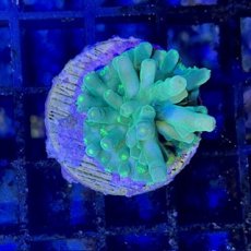 画像2: 【SALE】CE Acro Loripes Mint Green (2)
