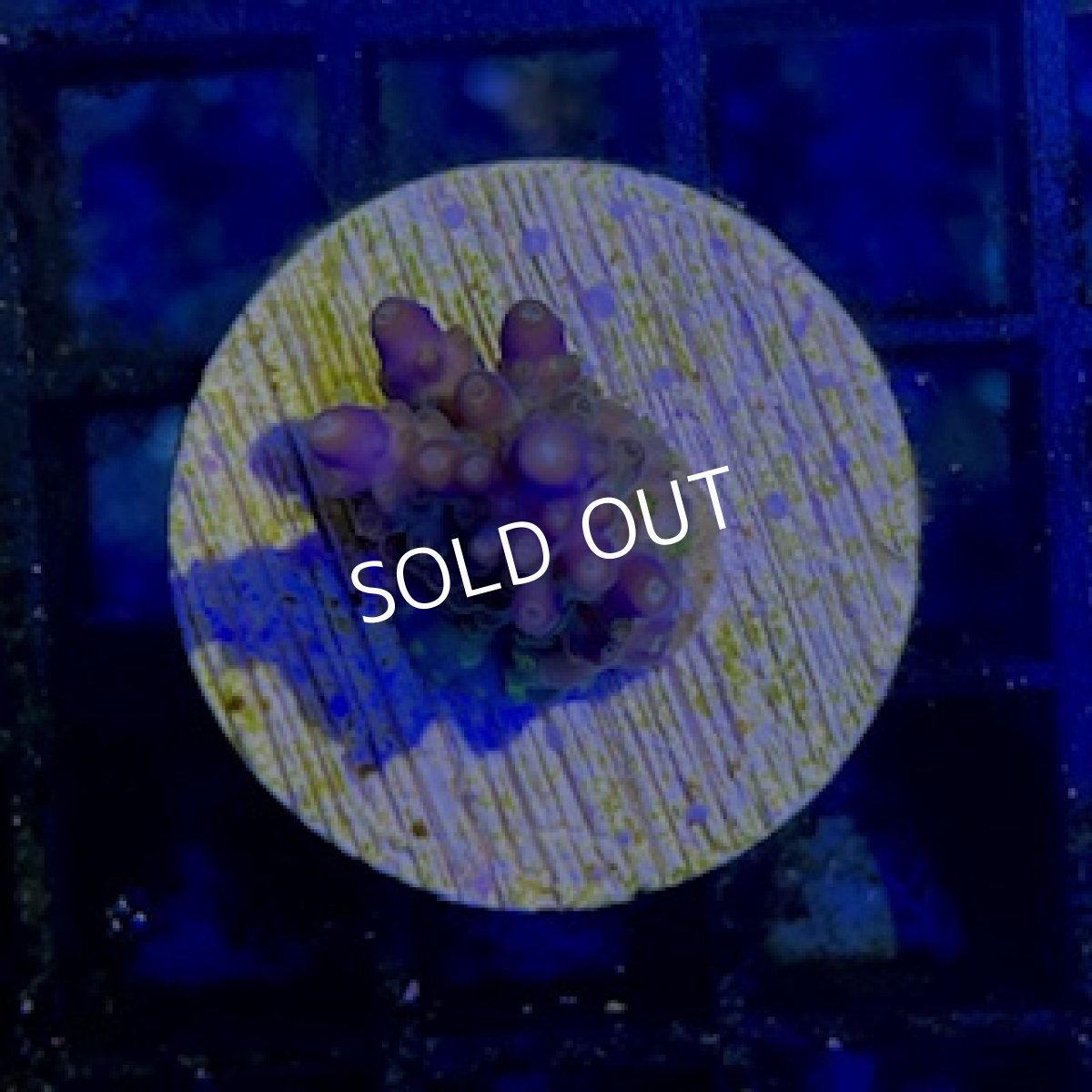 画像3: 【SALE】CE Acro King Piccolo No.2 (3)