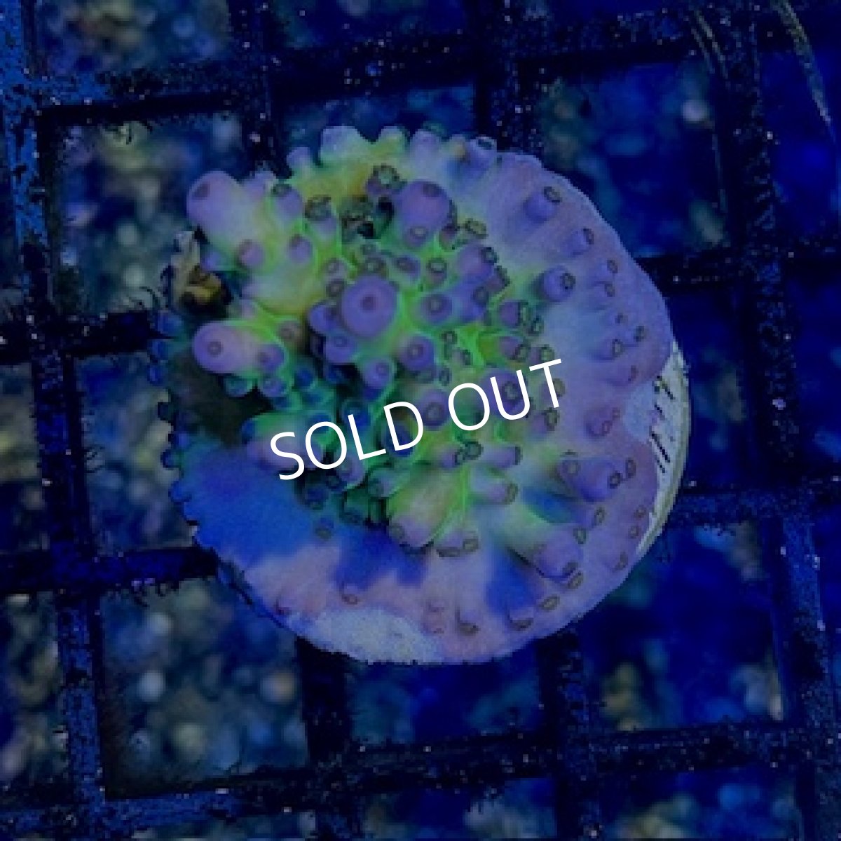 画像2: CE Acro Tortuosa No.2 (2)