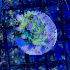 画像2: CE Acro Tortuosa No.2 (2)