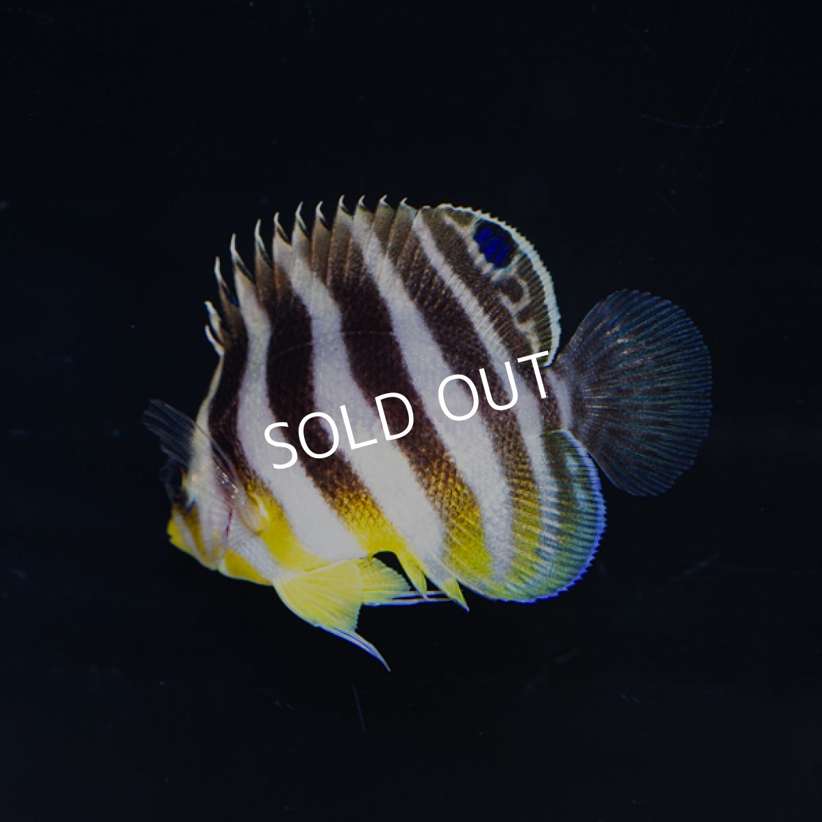 画像2: シマヤッコ 外産ブリード No.2 (2)