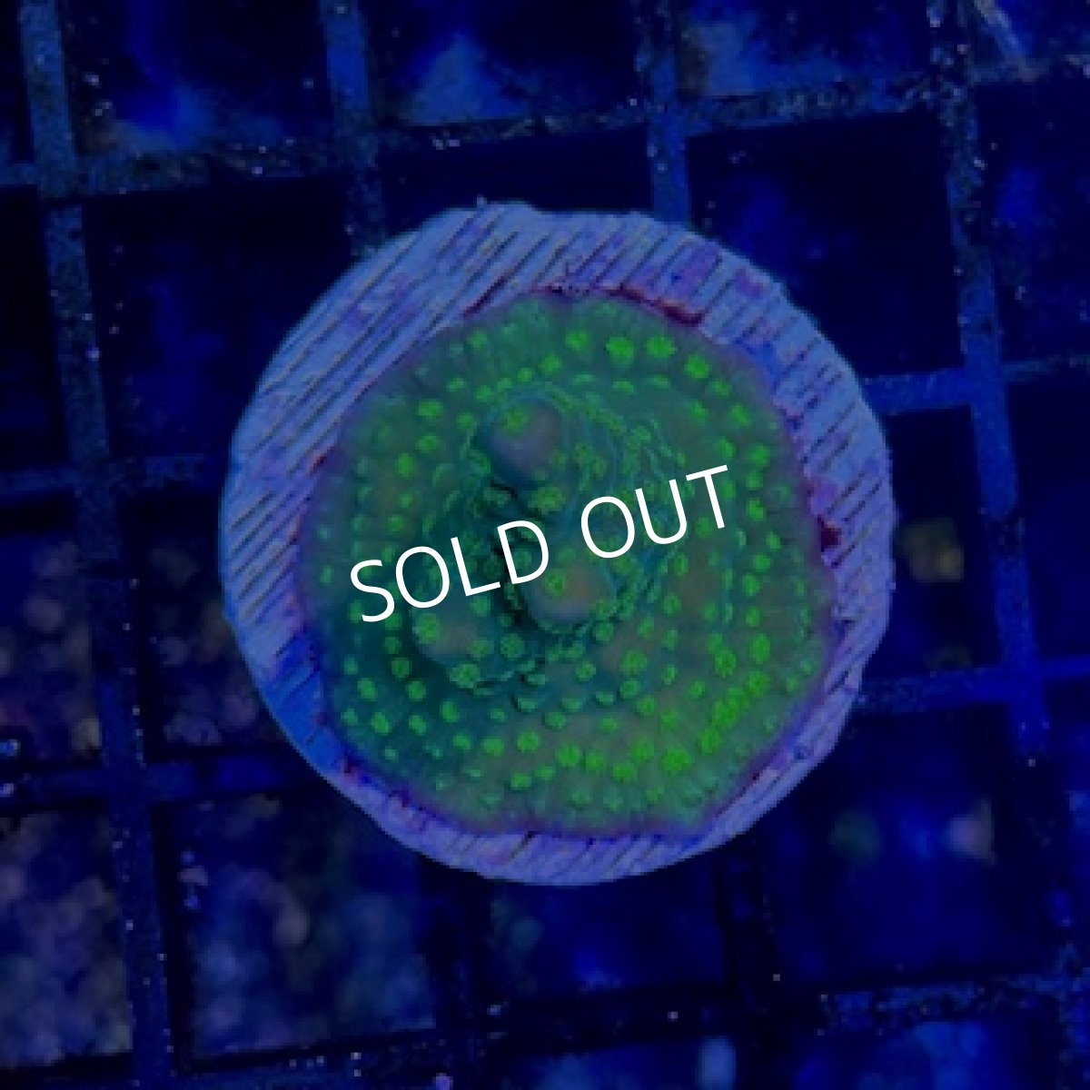 画像1: 【SALE】CE Acro Ying Yang (1)