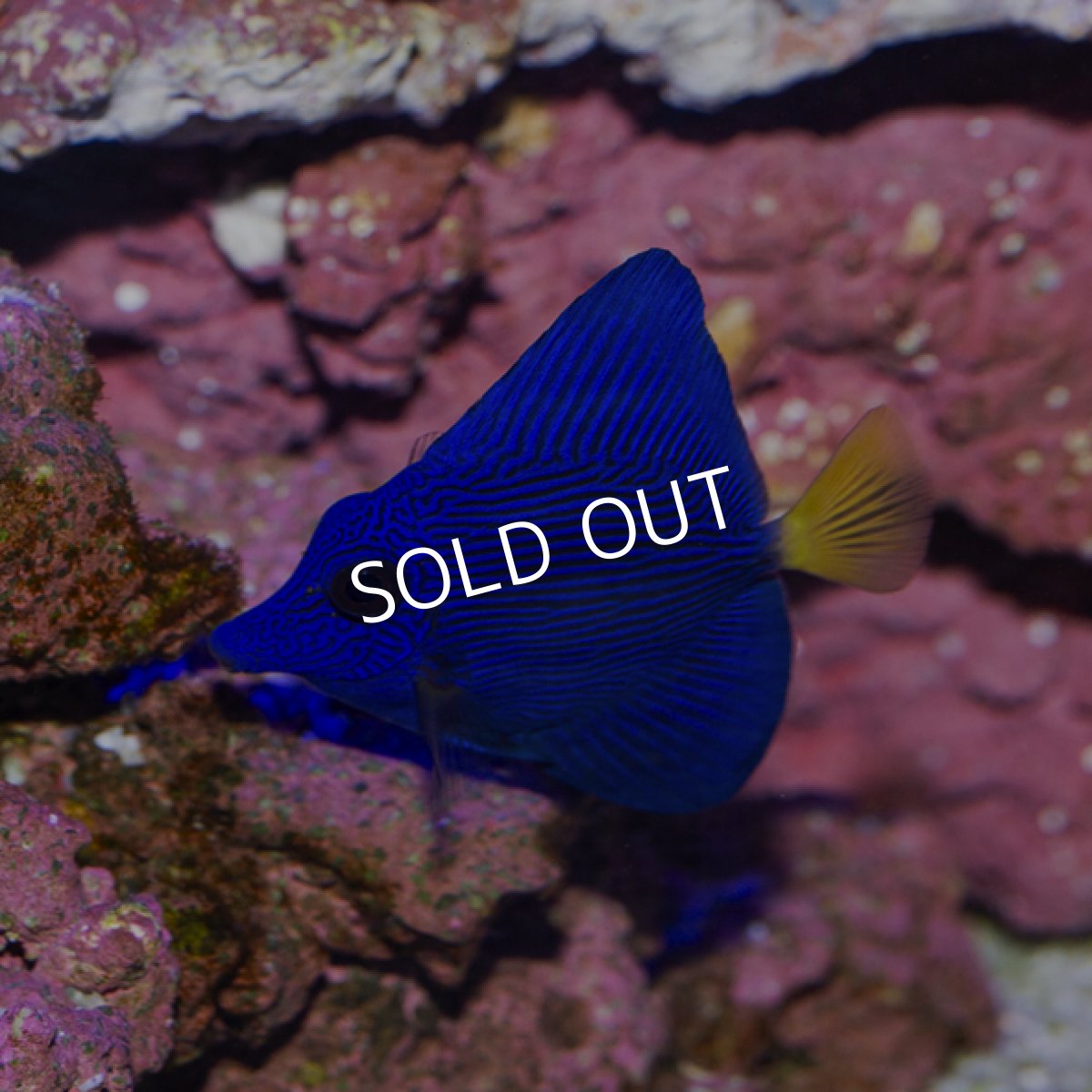 画像3: パープルタン S (3)