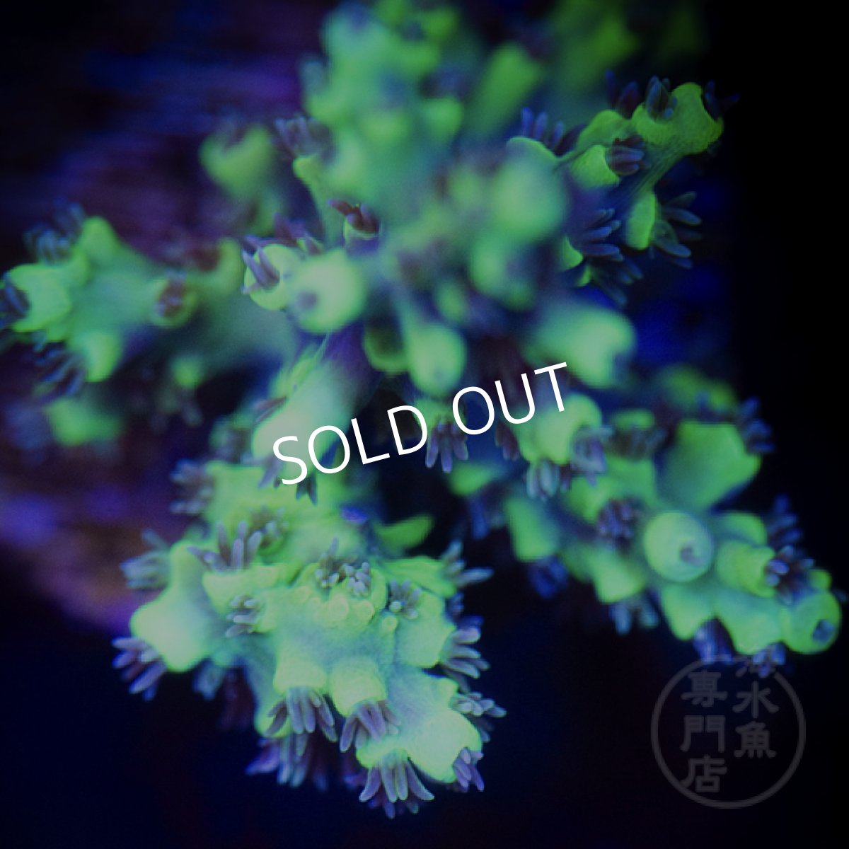 画像2: CE Acro Horrida Green Tip (2)