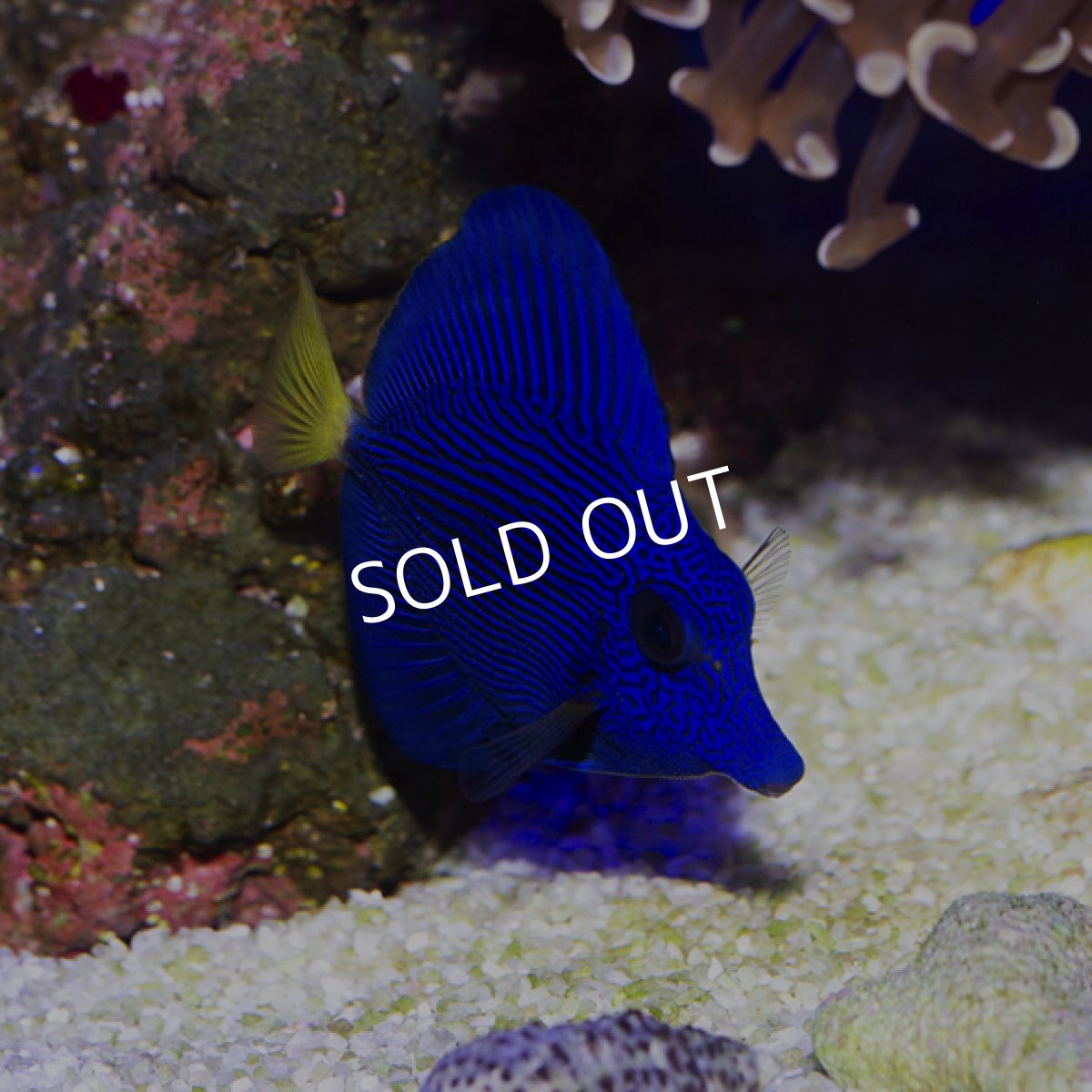 画像2: パープルタン S (2)