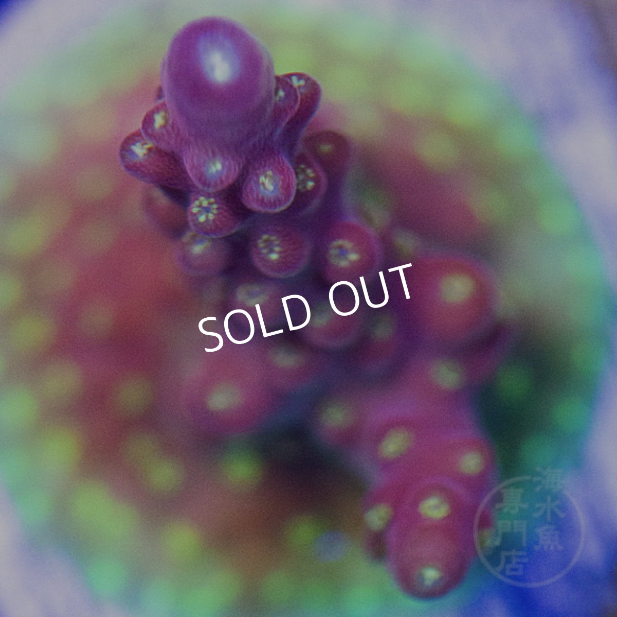 画像4: CE Acro Cherry Blossom No.2 (4)