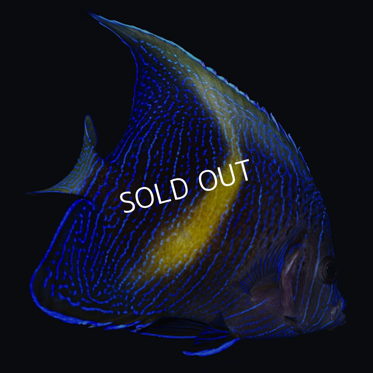 画像2: マクロス  M (2)