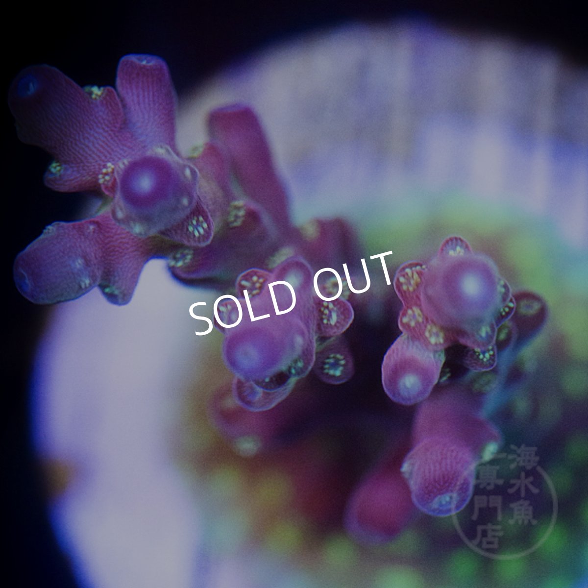 画像4: CE Acro Cherry Blossom No.1 (4)