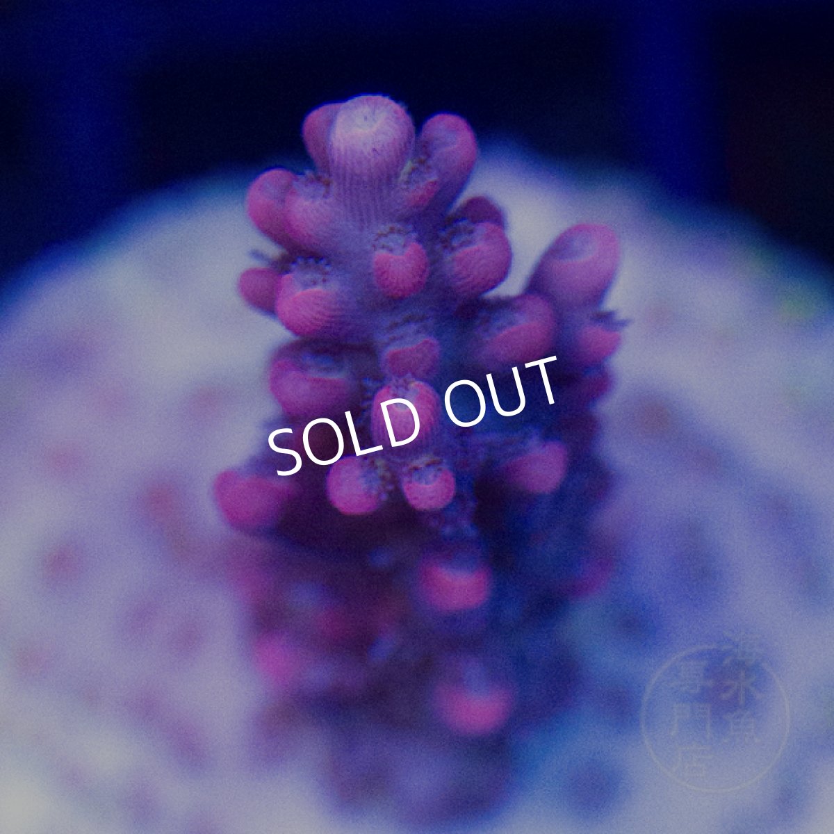 画像2: 【SALE】CE Acro Grandma's Chin No.2 (2)