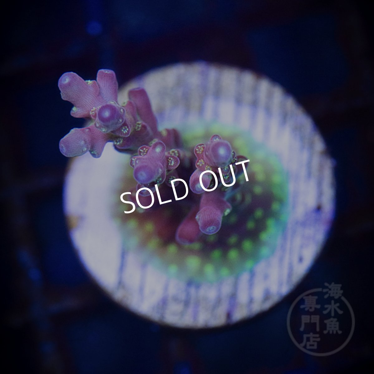 画像3: CE Acro Cherry Blossom No.1 (3)