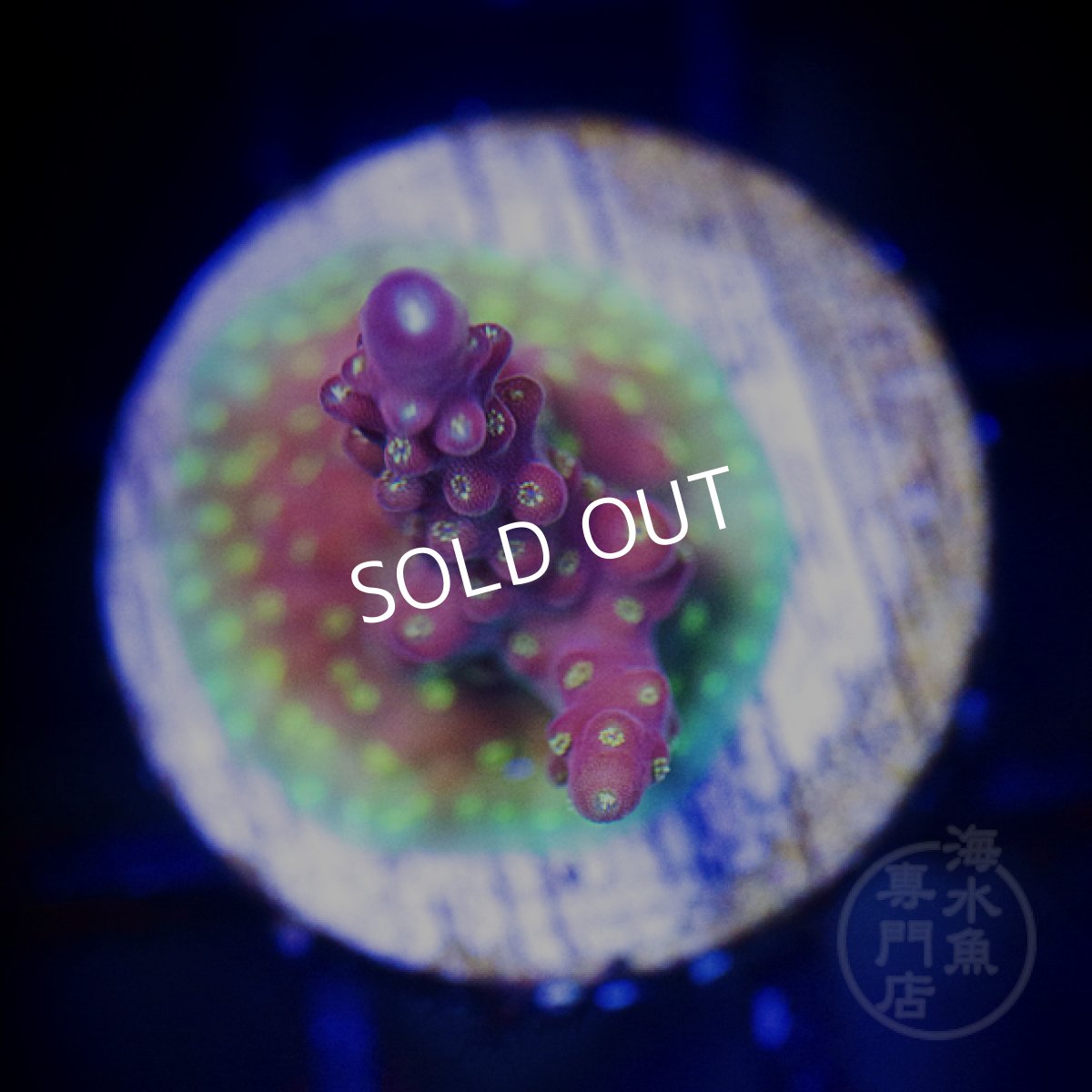 画像3: CE Acro Cherry Blossom No.2 (3)