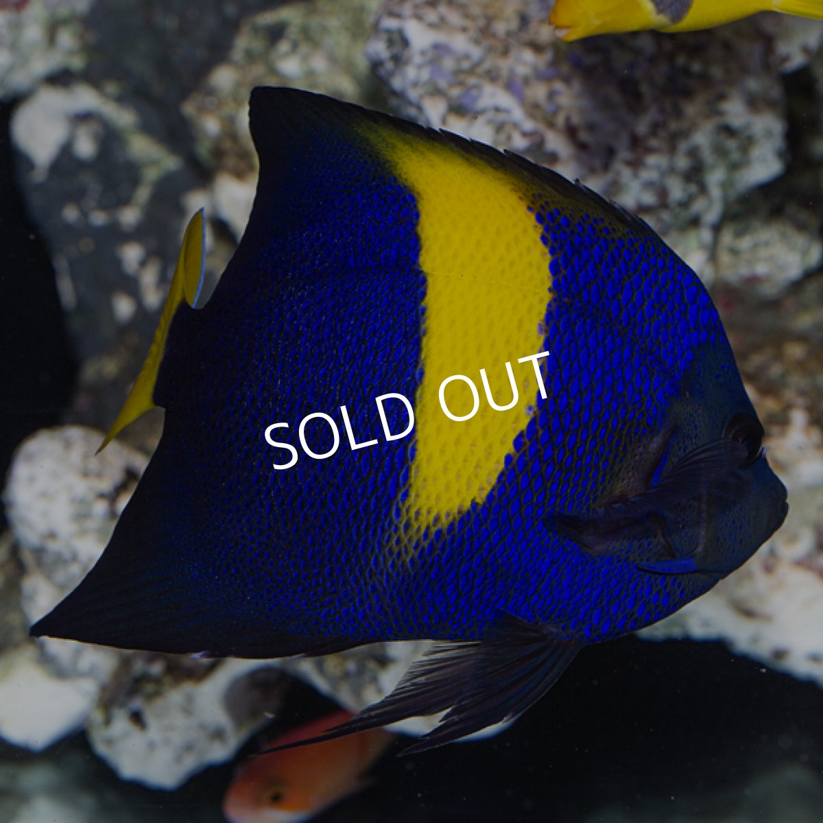 画像3: アズファー エンゼル (3)