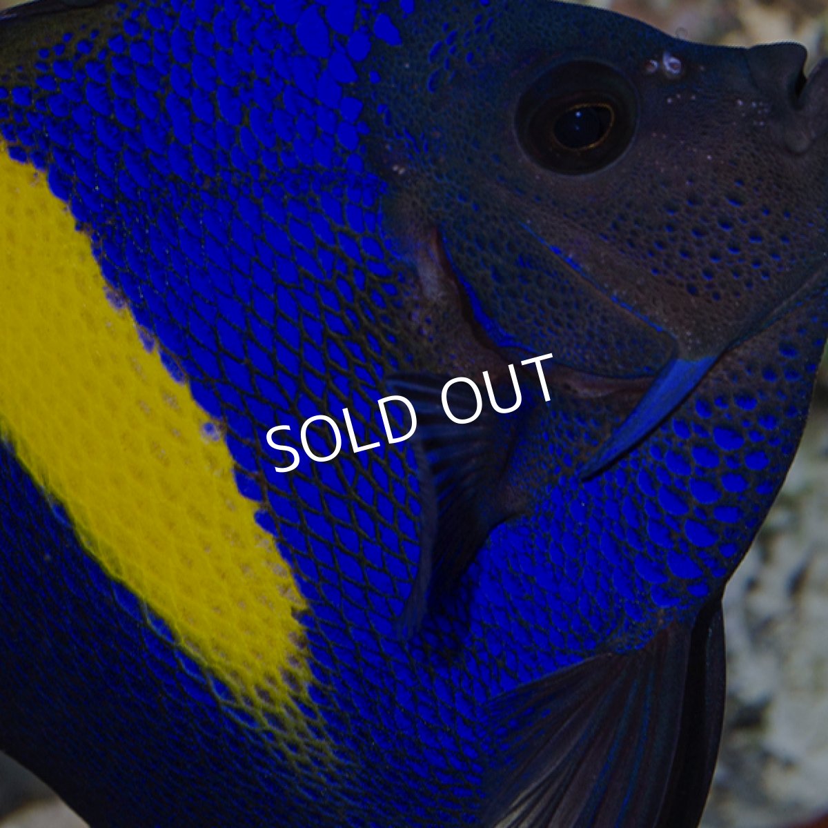 画像4: アズファー エンゼル (4)