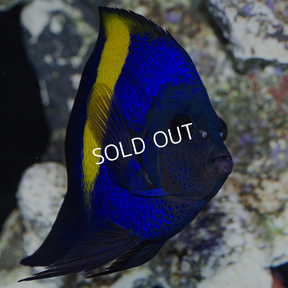 画像5: アズファー エンゼル (5)