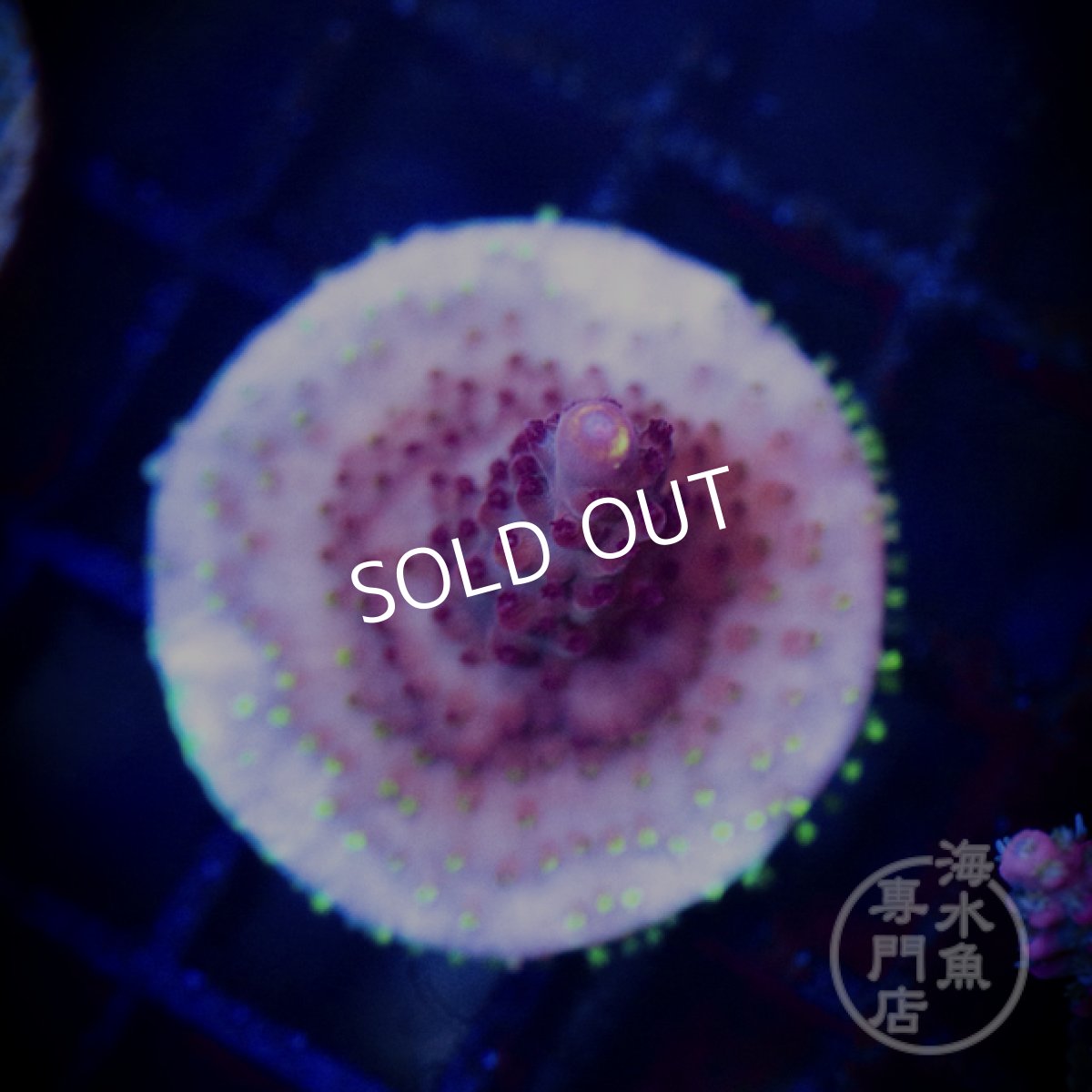 画像1: 【SALE】CE Acro Fox Flame (1)