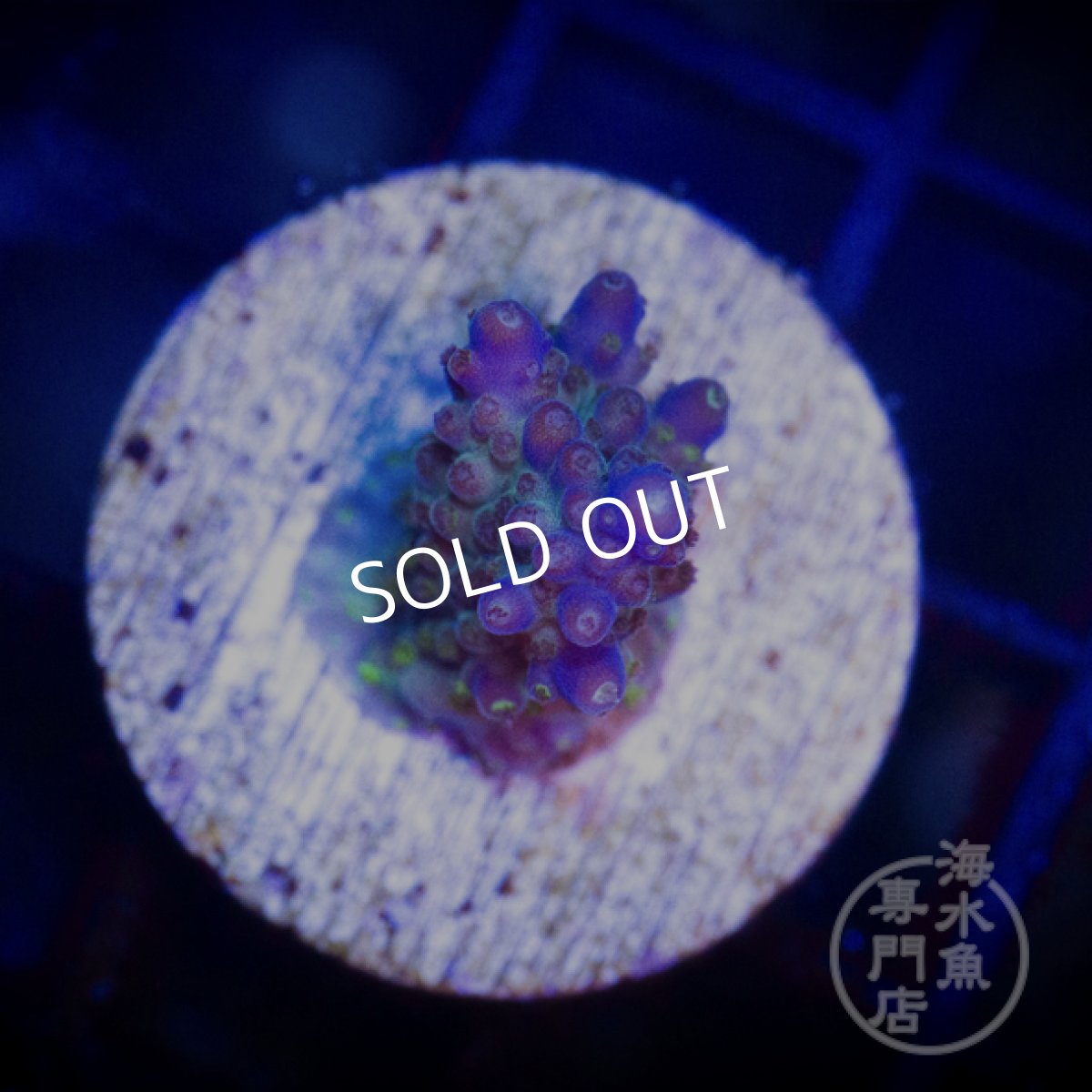 画像2: 【SALE】CE Acro King Piccolo No.2 (2)