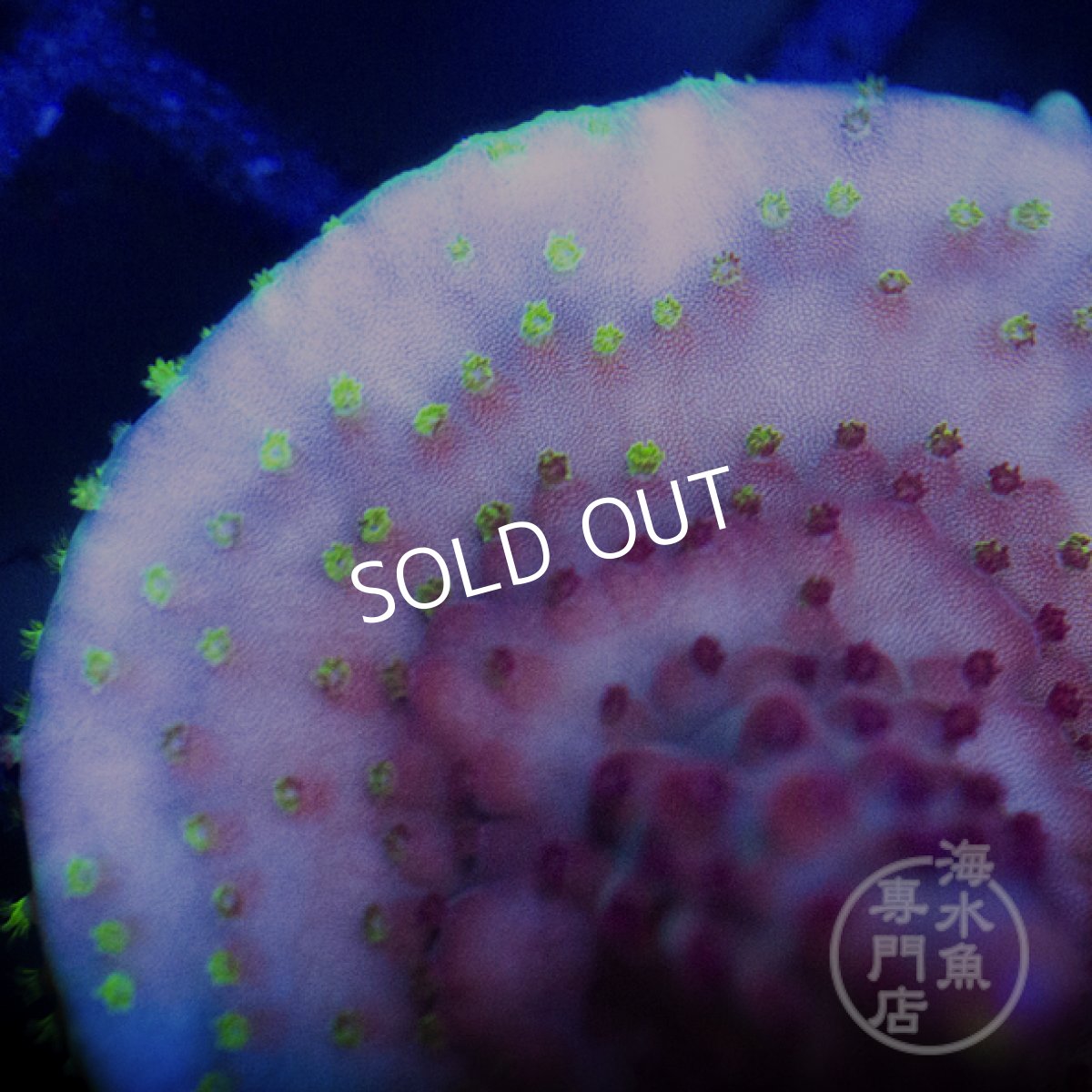 画像2: 【SALE】CE Acro Fox Flame (2)