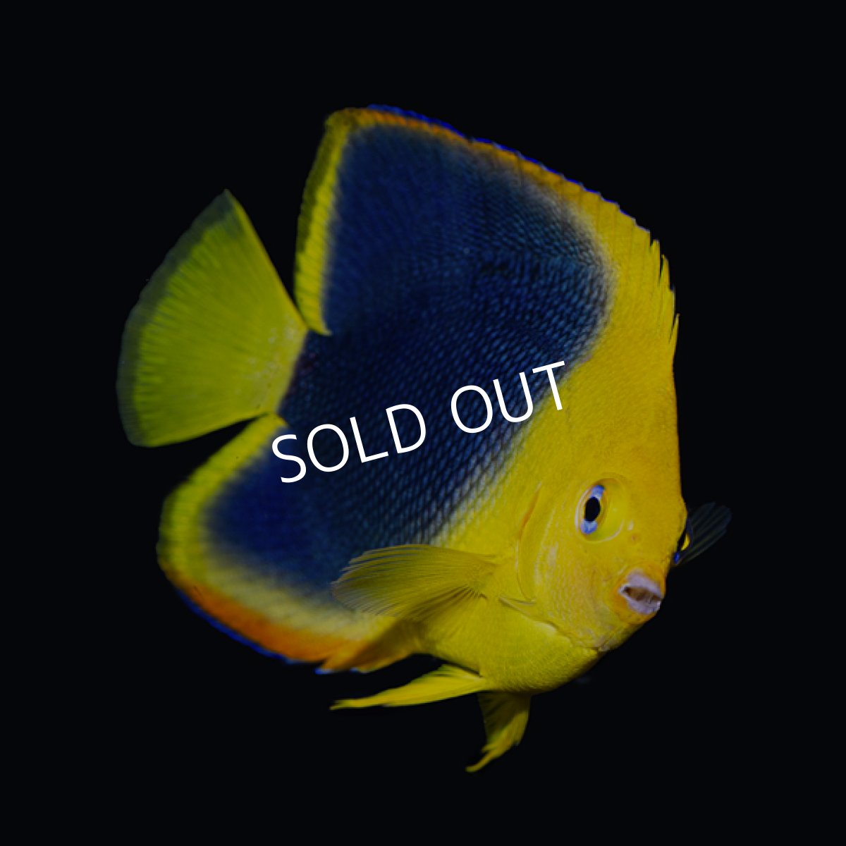 画像2: ロックビューティ SM カリブ (2)