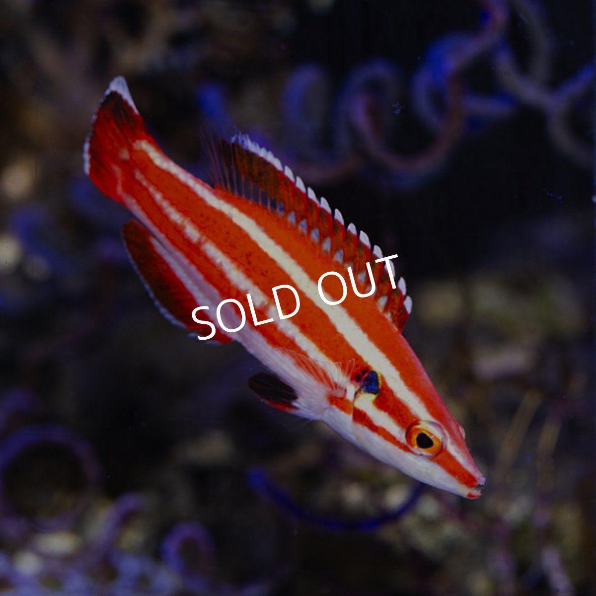 画像2: シマキツネベラ (2)