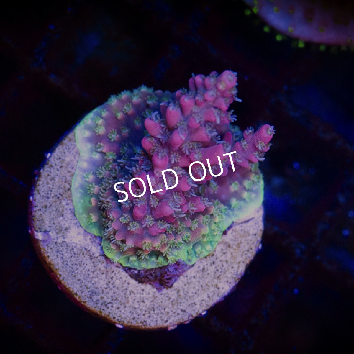 画像3: CE Acro Grandma's Chin No.1 (3)