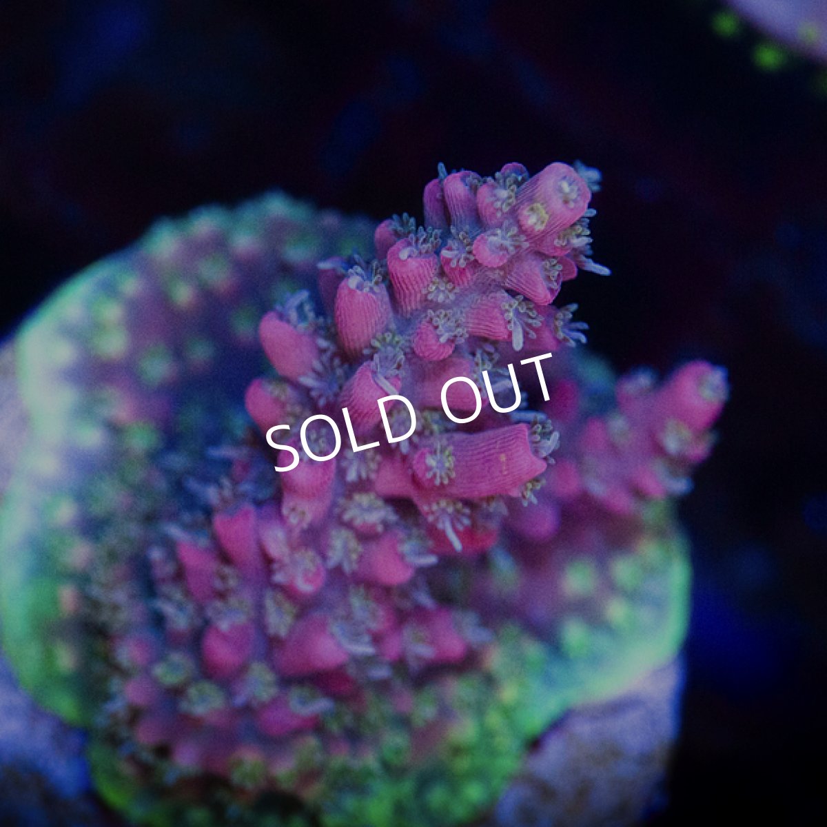 画像2: CE Acro Grandma's Chin No.1 (2)