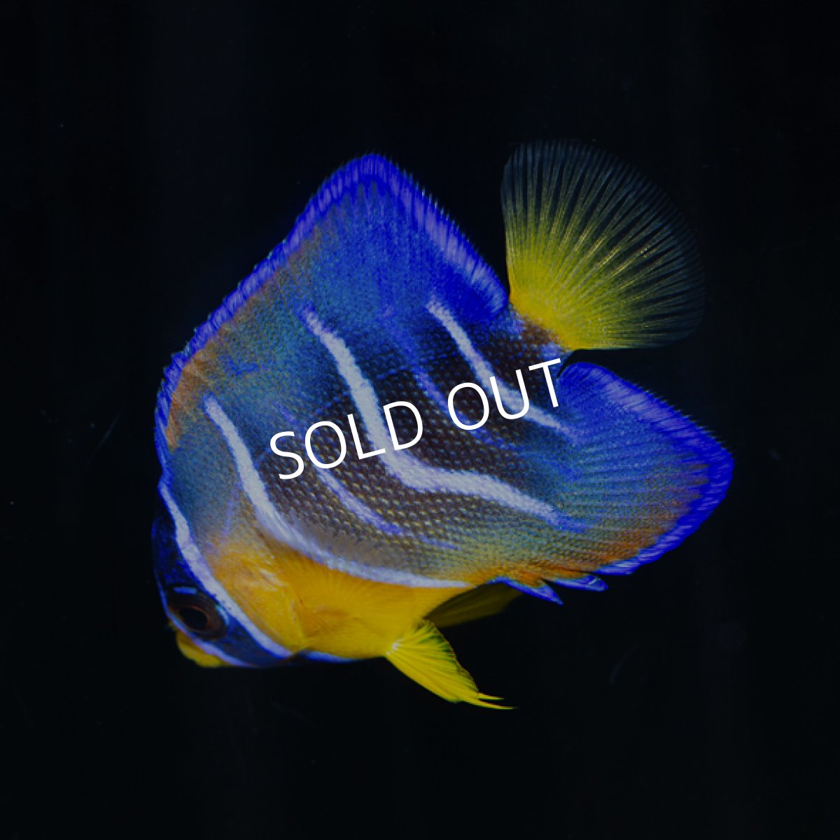 画像2: クイーンエンゼル SM カリブ (2)