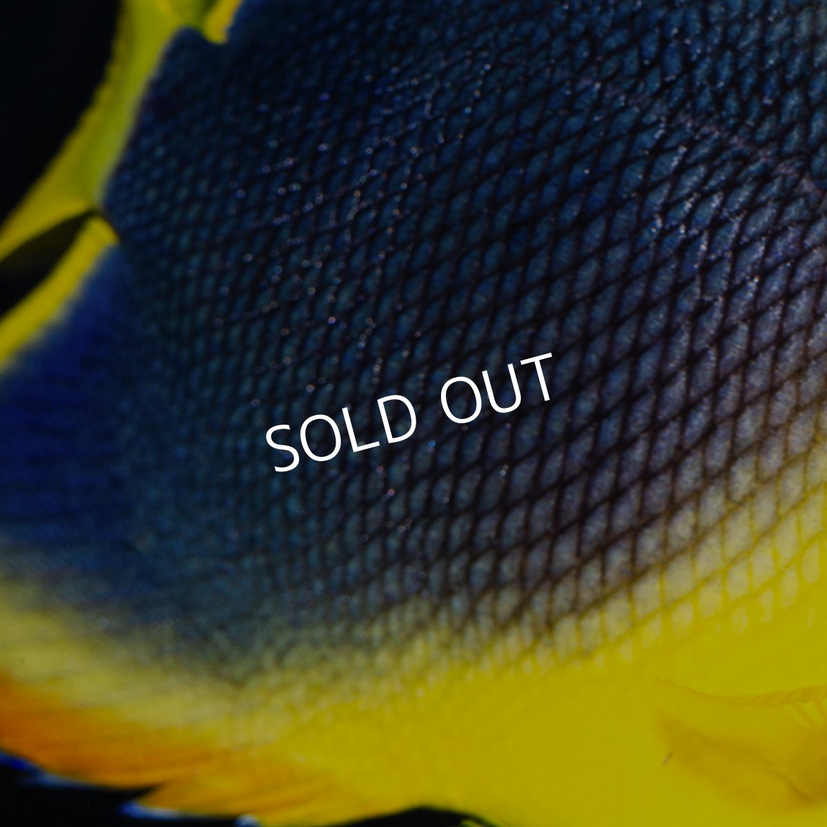 画像3: ロックビューティ SM カリブ (3)