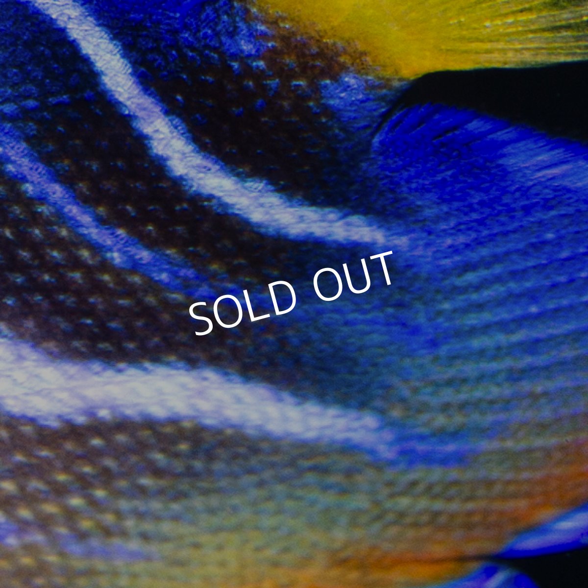 画像3: クイーンエンゼル SM カリブ (3)