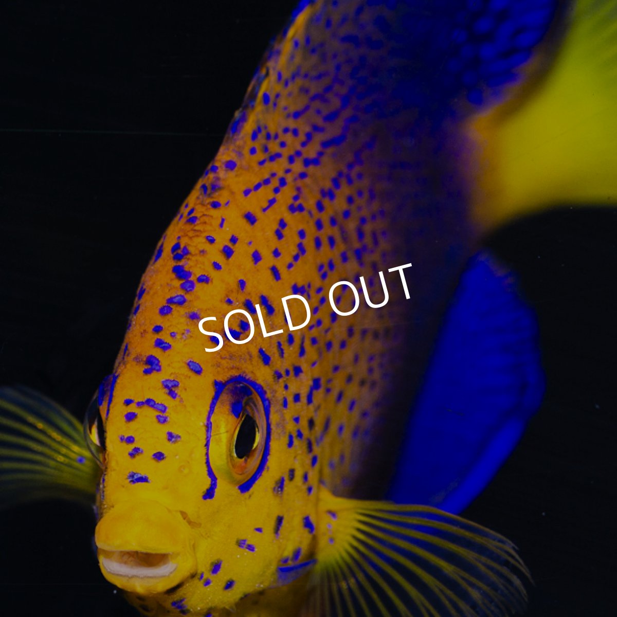 画像3: レンテンヤッコ M　No.1 (3)