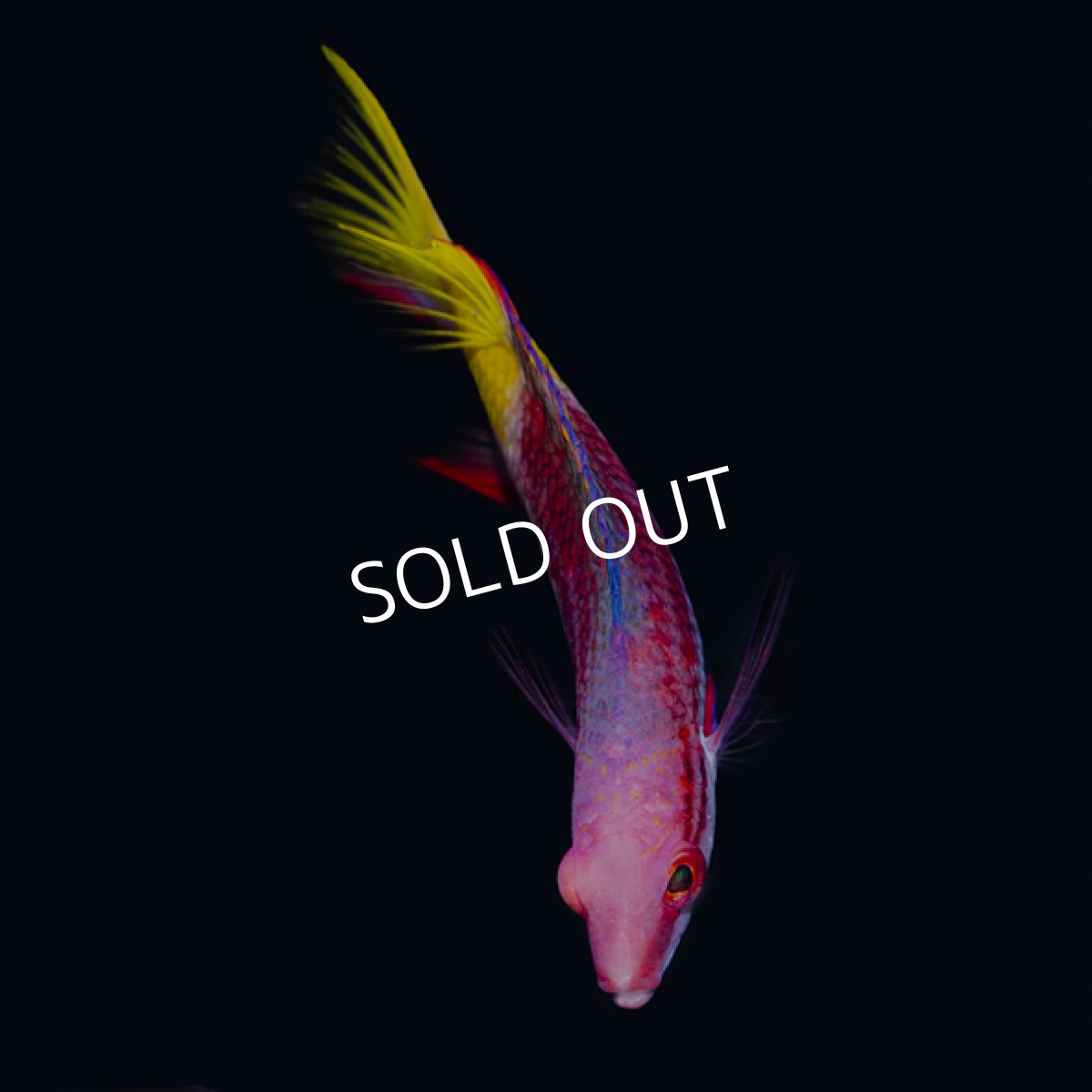 画像2: キューバンホグフィッシュ (2)