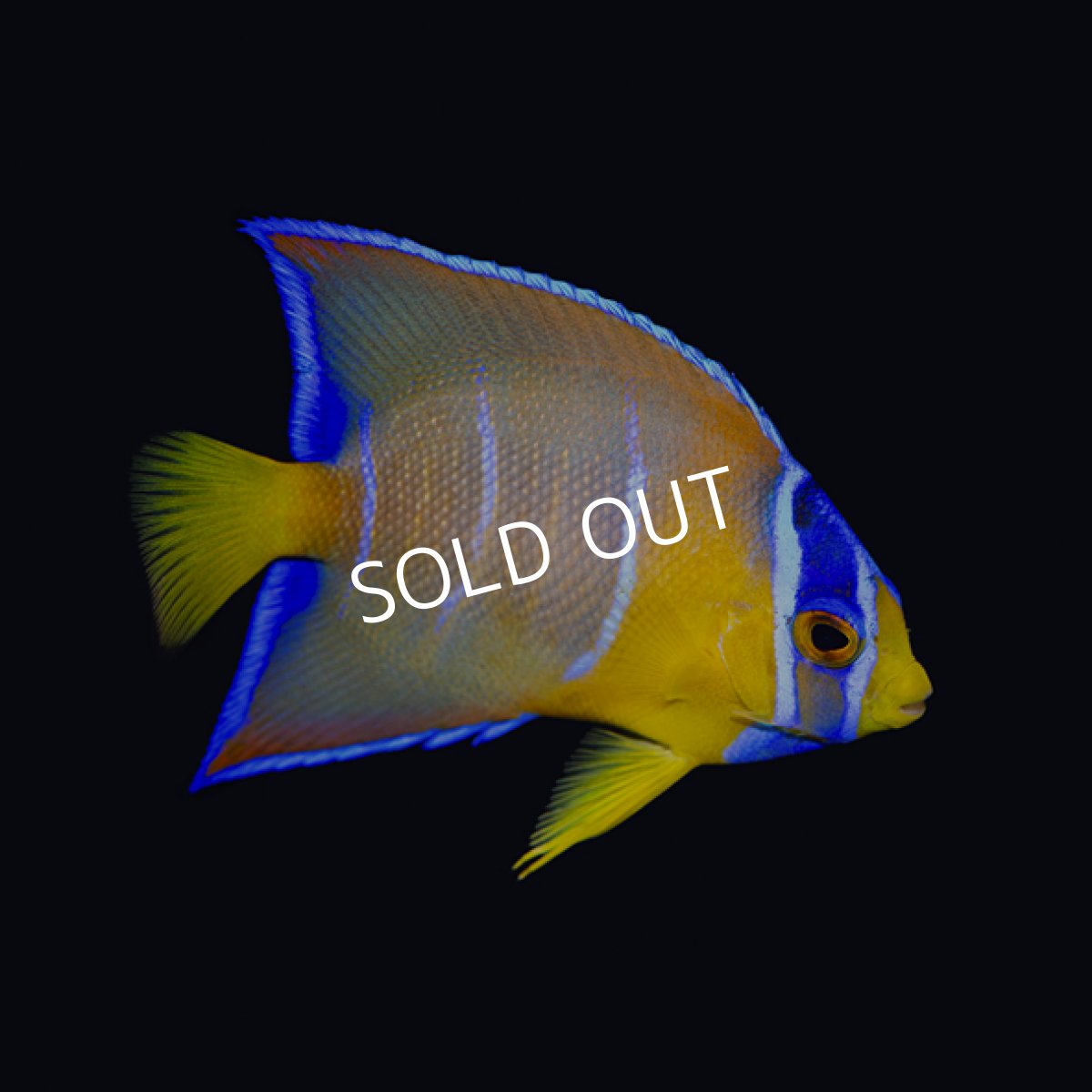 画像2: クイーンエンゼル SM  (2)