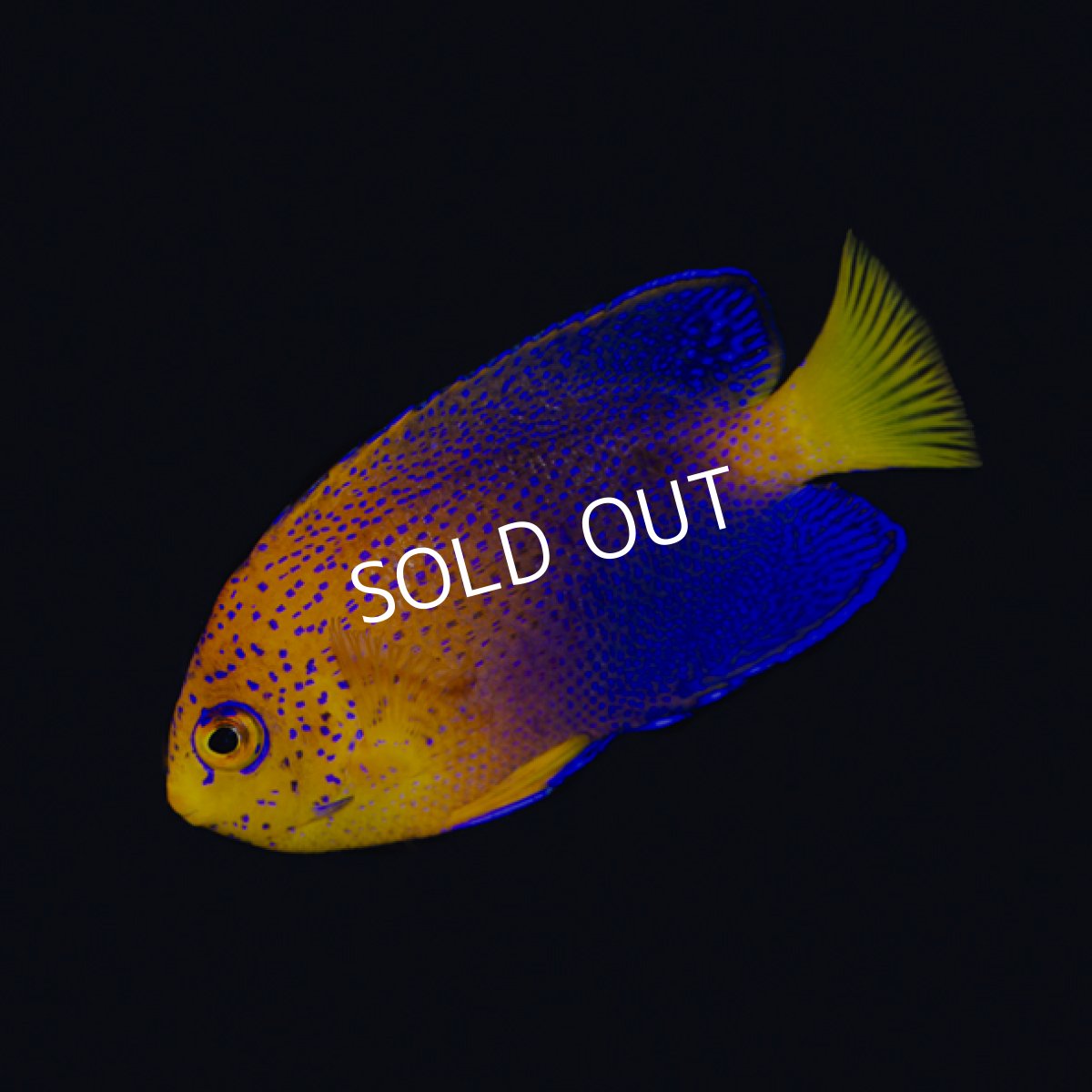 画像2: レンテンヤッコ M　No.1 (2)