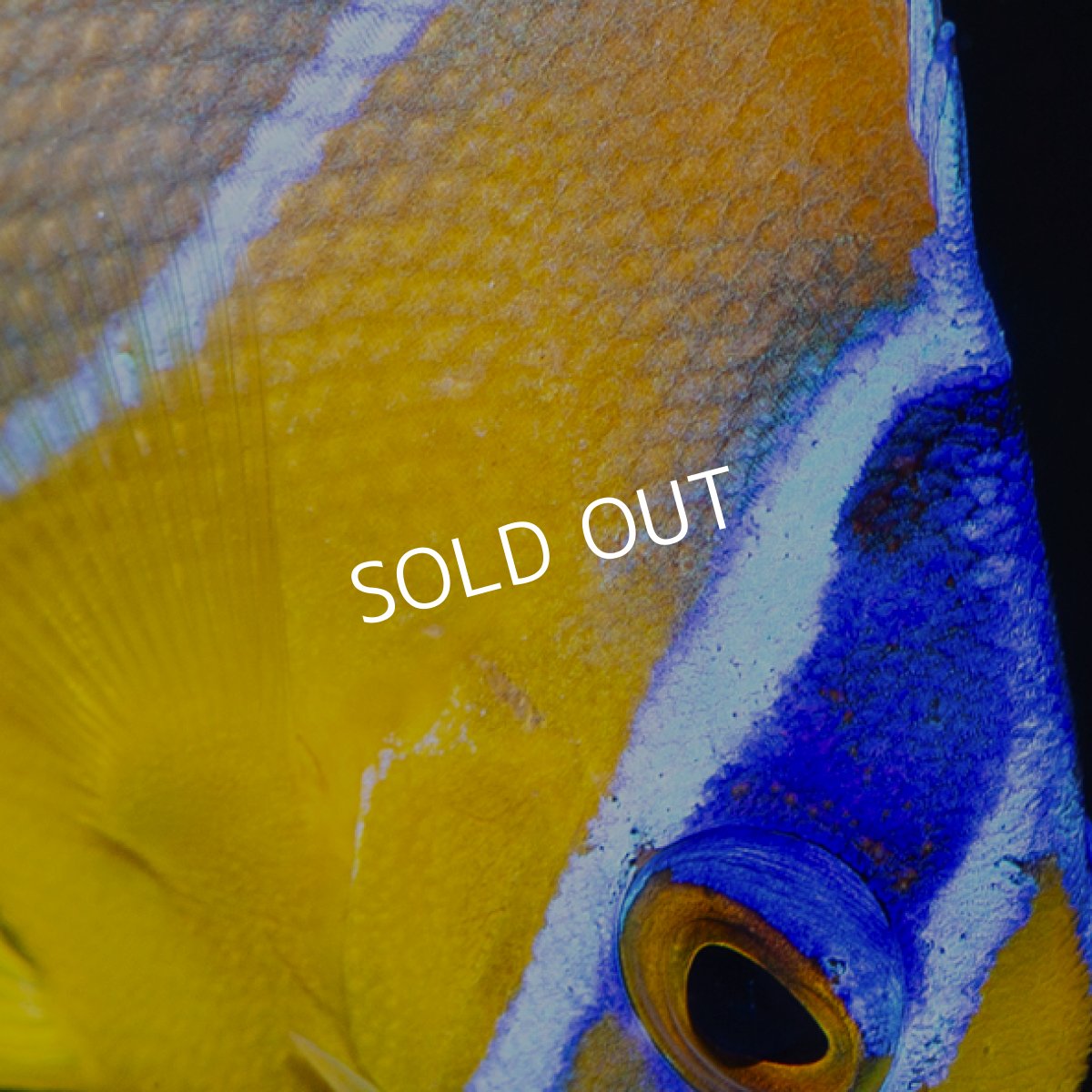 画像3: クイーンエンゼル SM  (3)