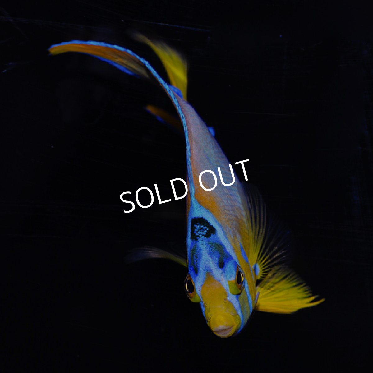 画像3: クイーンエンゼル MS  (3)