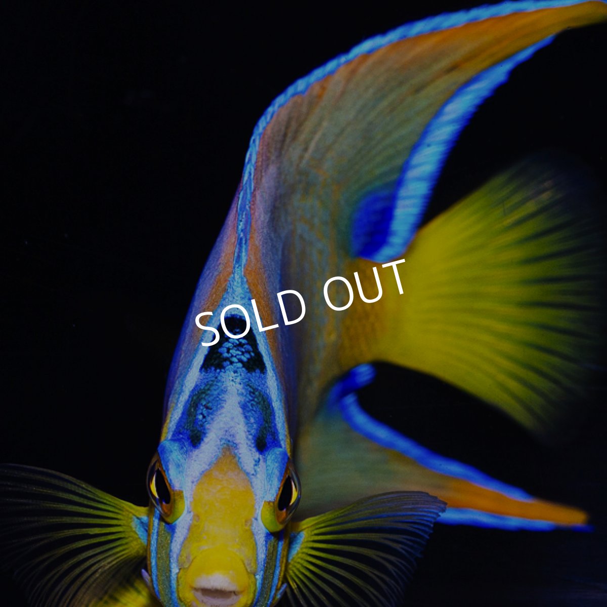 画像4: クイーンエンゼル MS  (4)