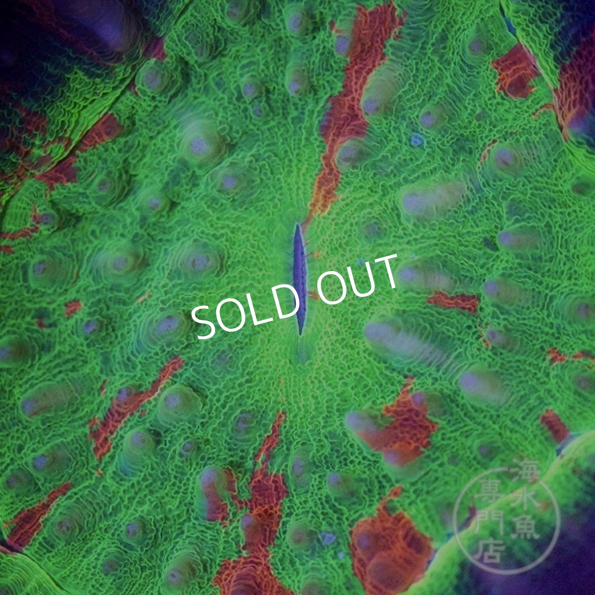 画像3: 【SALE】 MK スコリミア Spirograph Grade RARE  (3)