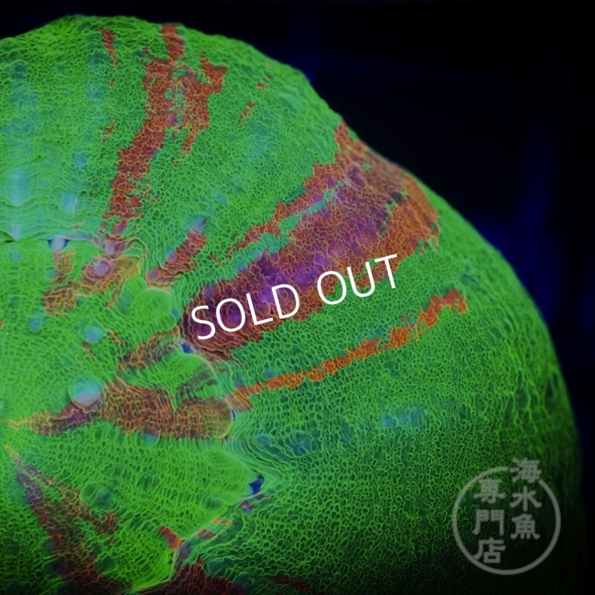 画像3: 【SALE】 MK スコリミア Bleeding Apple/Reverse  (3)