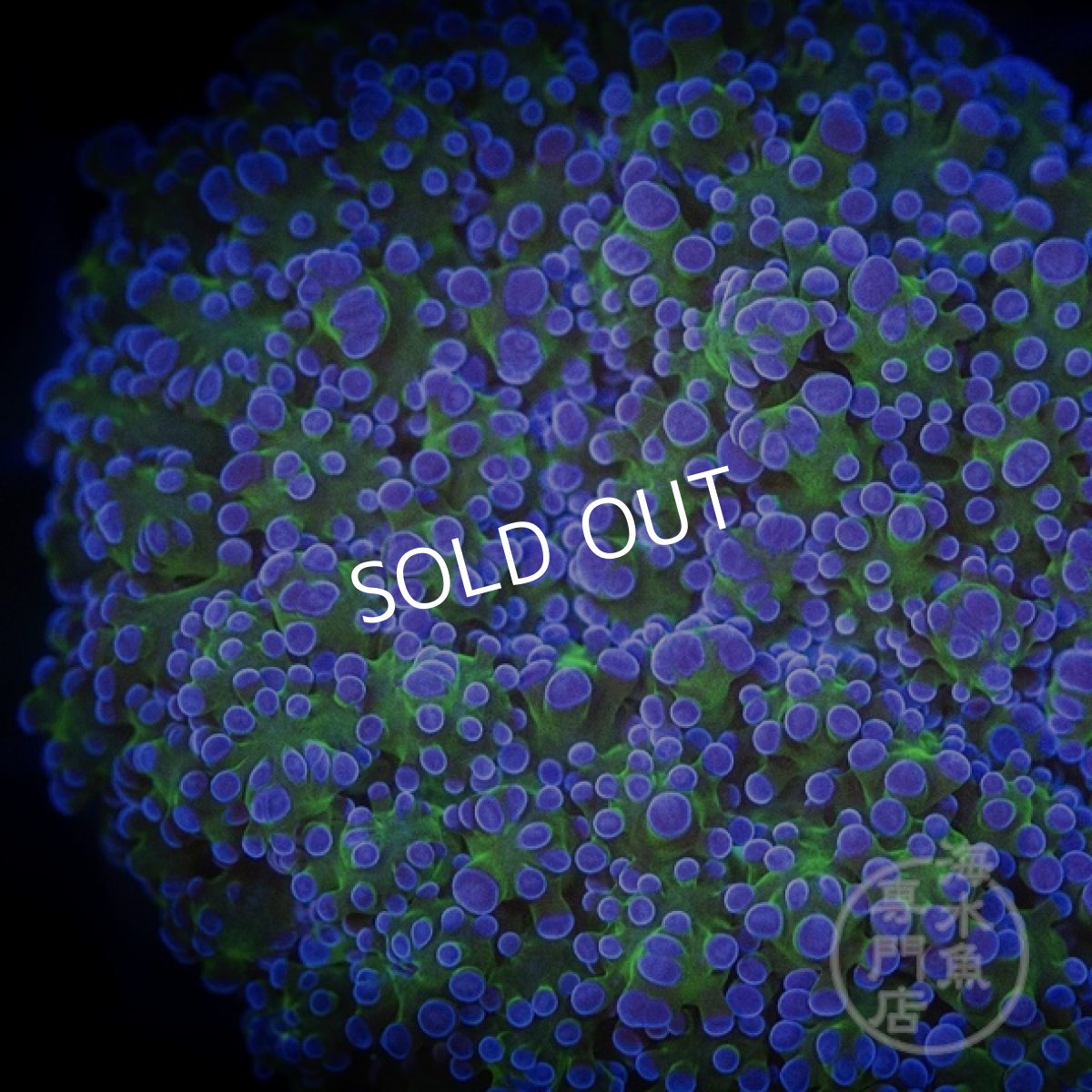 画像3:  MK ホンタコアシサンゴ No.3 (3)