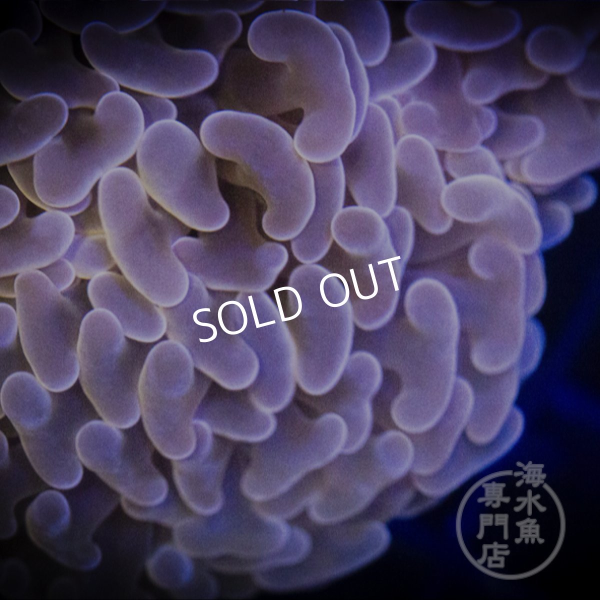 画像3:  MK ナガレハナサンゴ　Gold Stem/Pink No.2 (3)